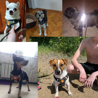 Reflect Light Dog Harness And Leash set