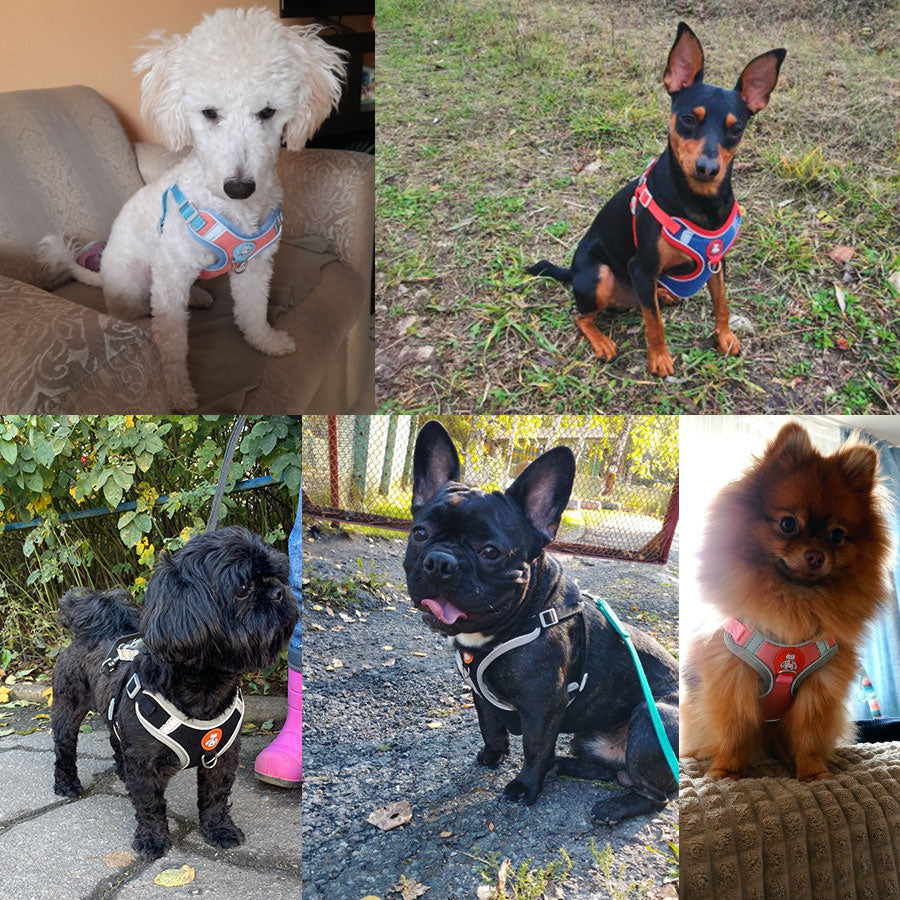 Breathable Reflective Harness and/or Harness and Leash Set