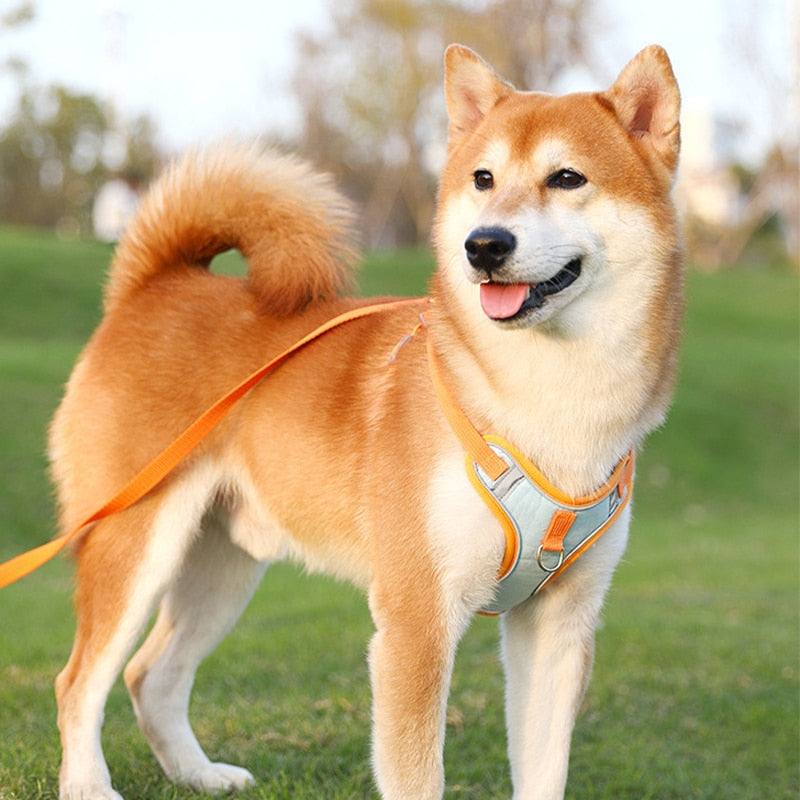 Adjustable Harness For Small Dogs | Matching Leashes Available